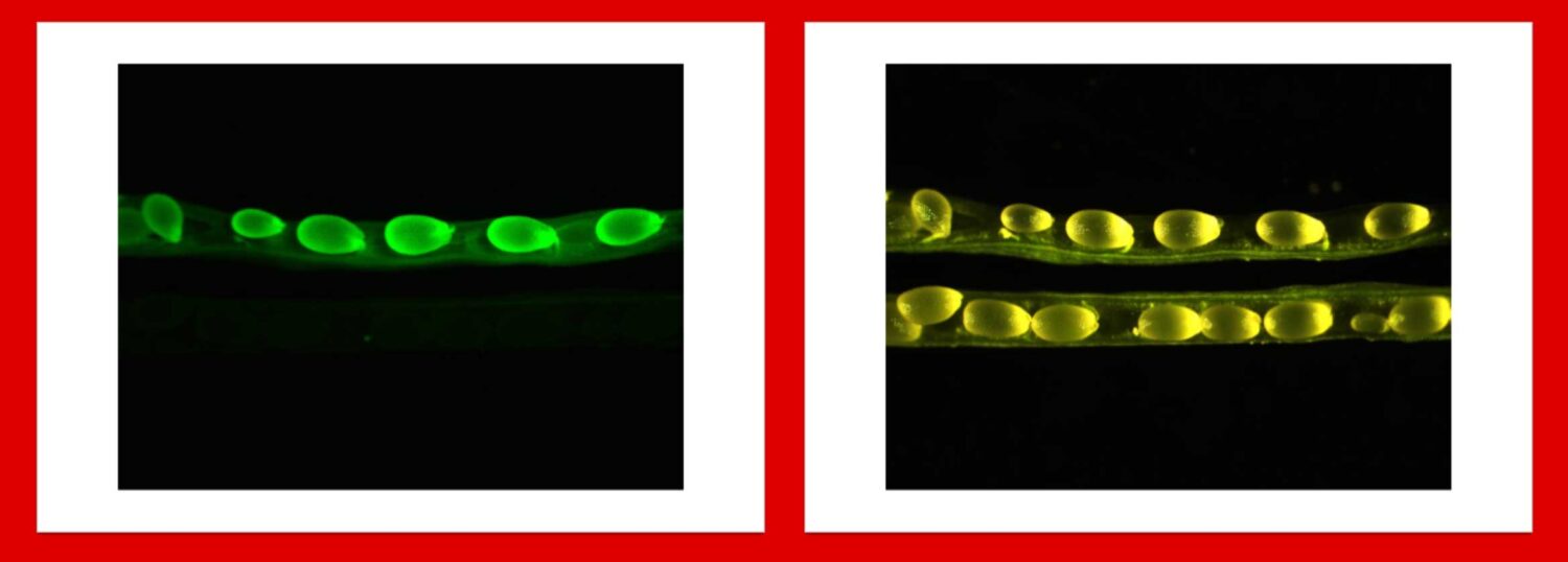 Arabidopsis Transformation