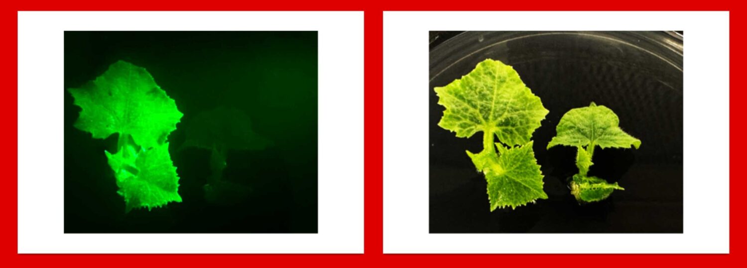 Melon Transformation
